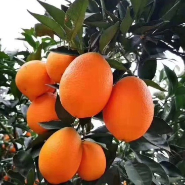 奉节脐橙(纽荷尔,圆红,72-1)
