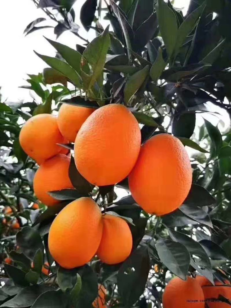 奉节脐橙(纽荷尔,圆红,72-1)