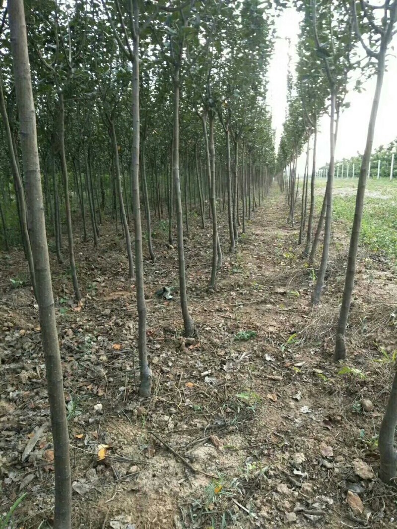 3西府海棠，定植大田苗，土球苗，裸根苗！