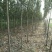3西府海棠，定植大田苗，土球苗，裸根苗！