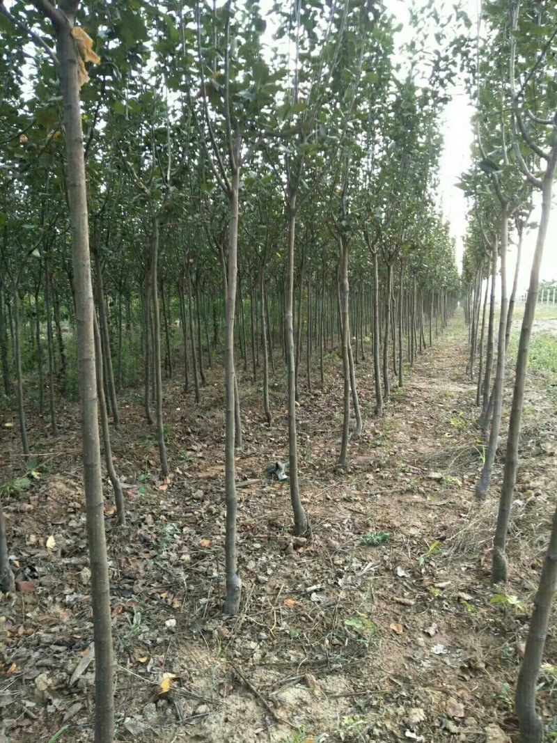 3西府海棠，定植大田苗，土球苗，裸根苗！