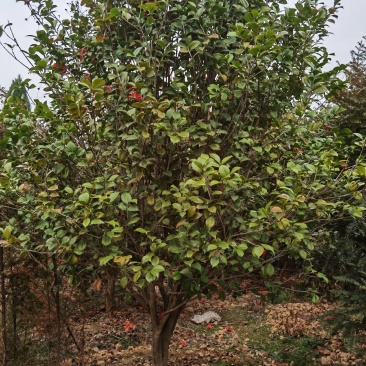 假植茶花10到12公分，一手货源需要的联系，价格面谈为准