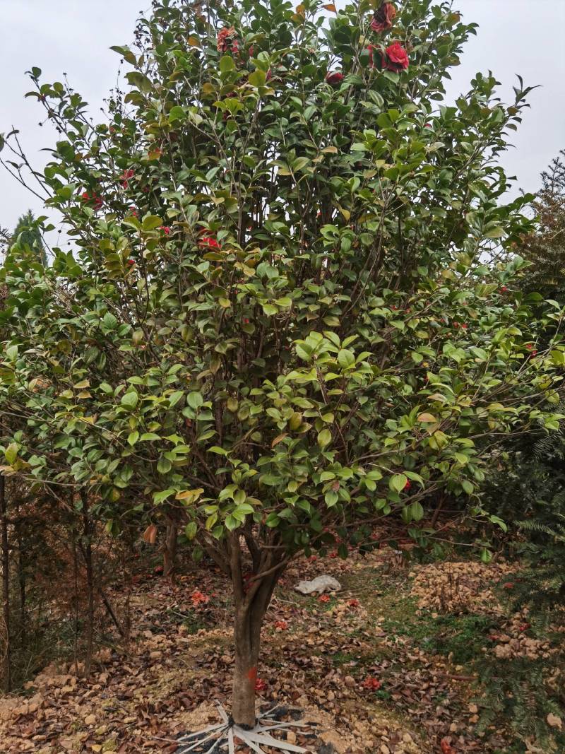 假植茶花10到12公分，一手货源需要的联系，价格面谈为准