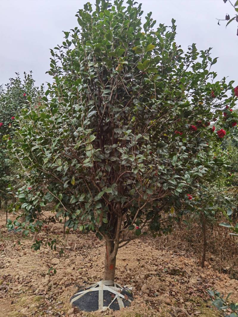 假植茶花10到12公分，一手货源需要的联系，价格面谈为准