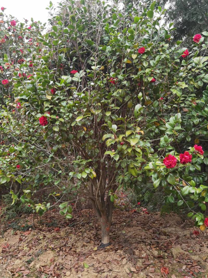 假植茶花10到12公分，一手货源需要的联系，价格面谈为准