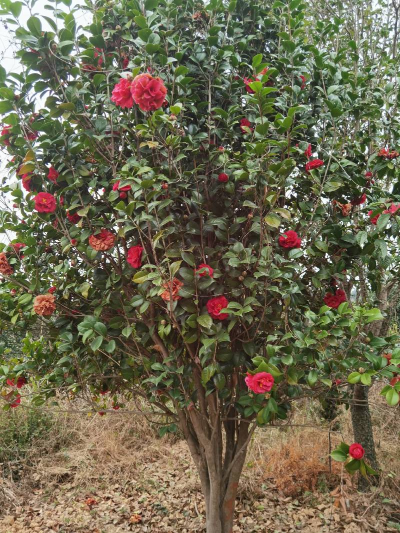 假植茶花10到12公分，一手货源需要的联系，价格面谈为准