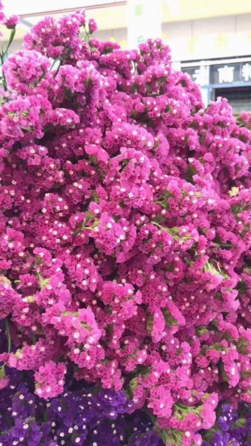 云南鲜花干花勿忘我多种颜色搭配