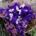 云南鲜花干花勿忘我多种颜色搭配
