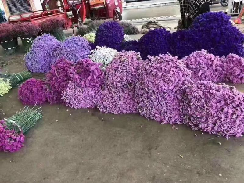 云南鲜花干花勿忘我多种颜色搭配
