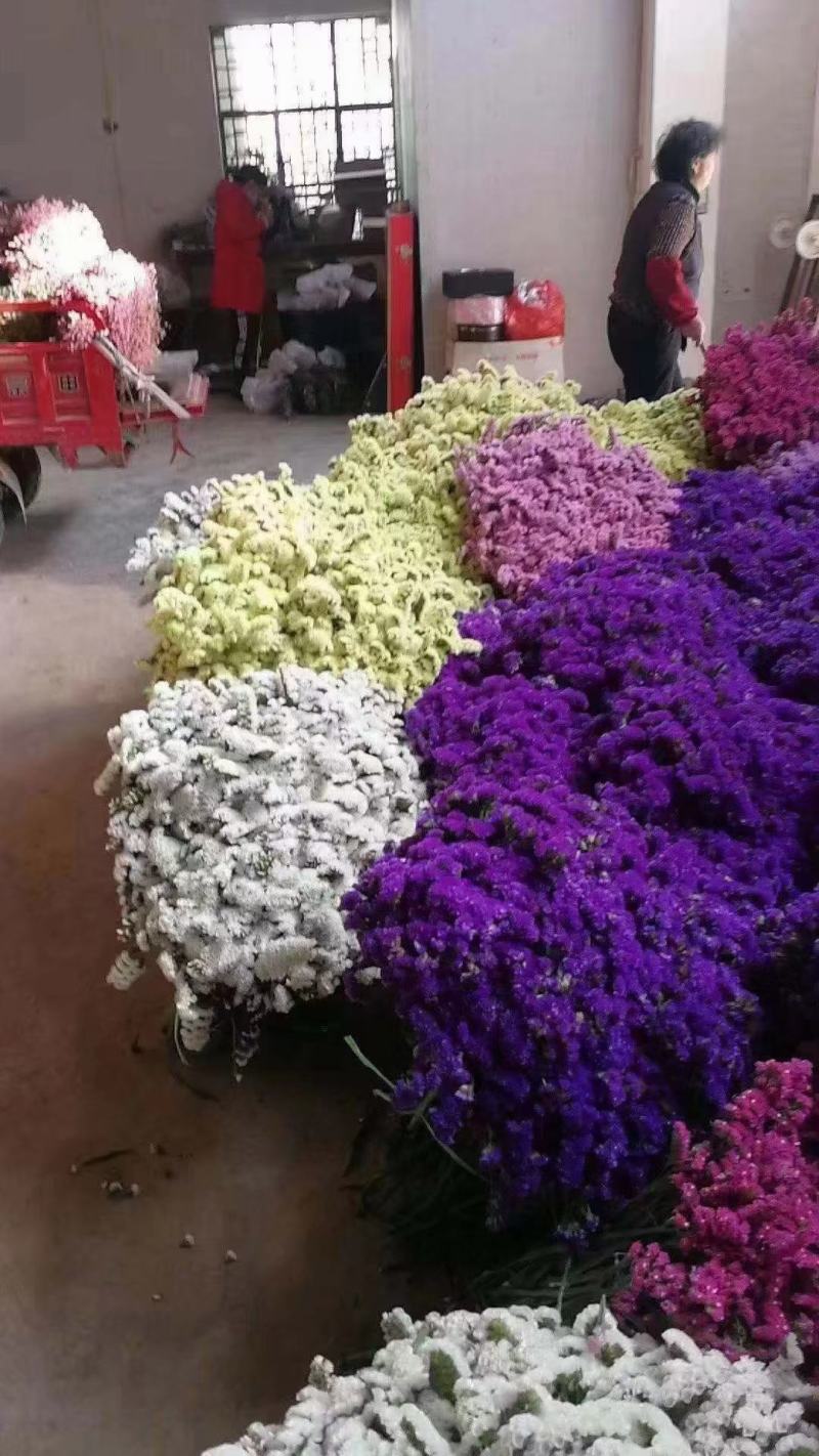 云南鲜花干花勿忘我多种颜色搭配