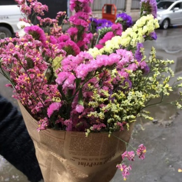 云南鲜花干花勿忘我多种颜色搭配