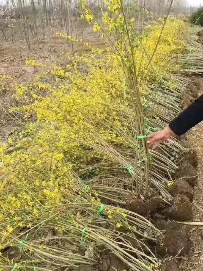 连翘，连翘苗，丛生连翘，多分枝连翘，连翘小苗，连翘球