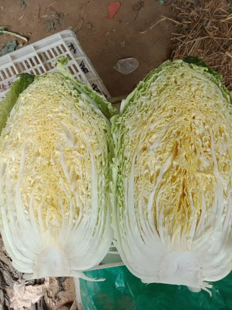山东省日照黄心大白菜，一手货源2-4斤左右