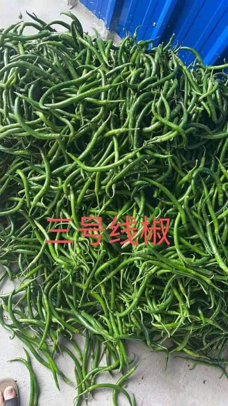 广西辣椒大量上市，需要收购辣椒的联系我！