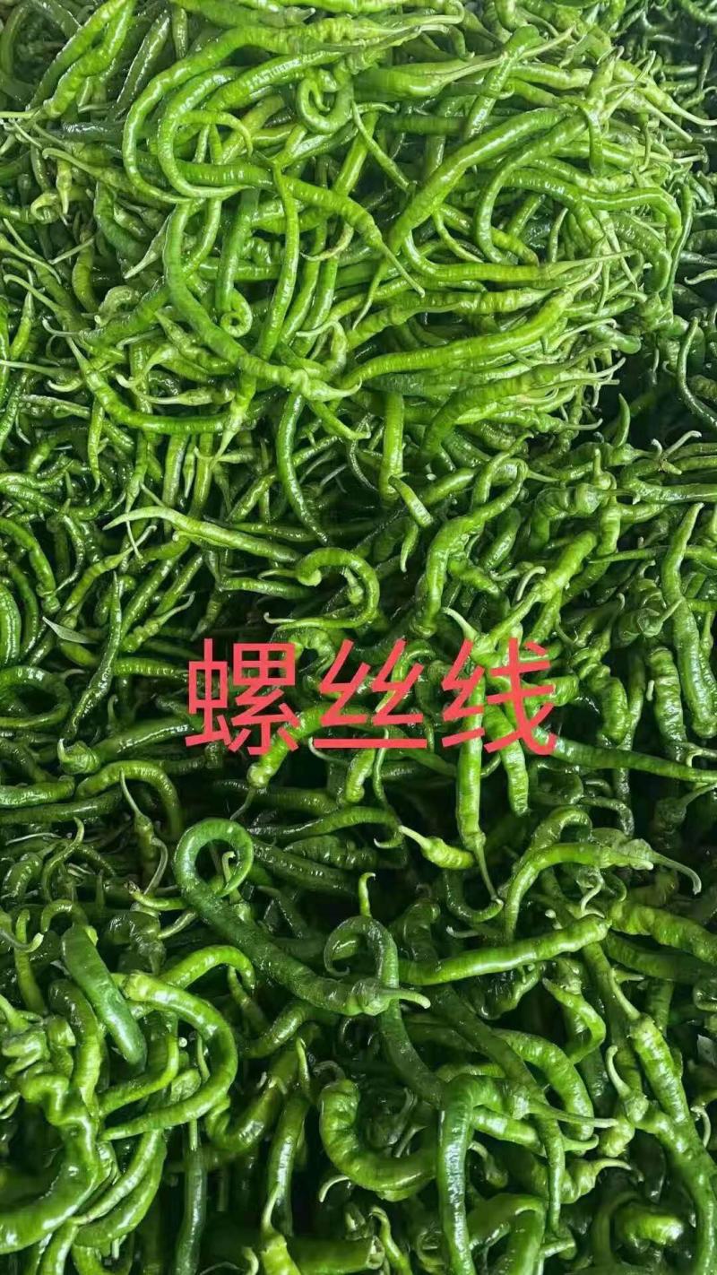 广西辣椒大量上市，需要收购辣椒的联系我！