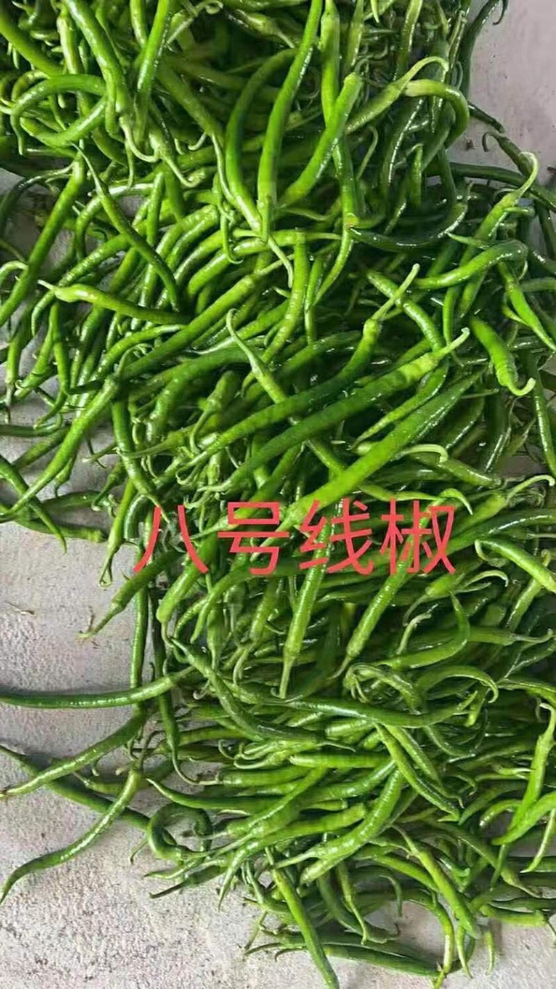 广西辣椒大量上市，需要收购辣椒的联系我！