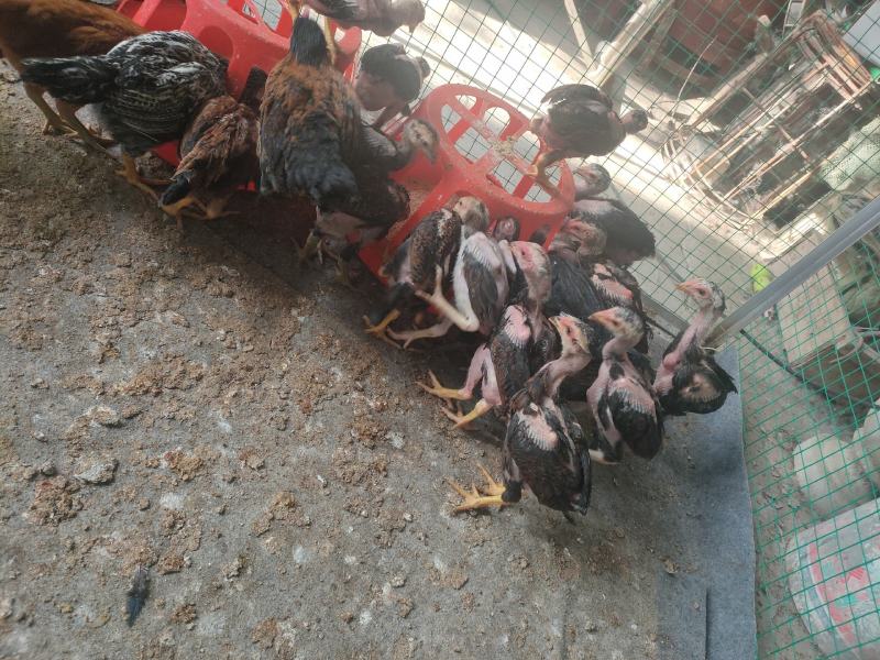 斗鸡苗、成年斗鸡、斗鸡蛋、高品质