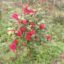 （聚便宜）盆景庭院绿植花卉移栽七星绣球茶花