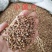 精选红芪红黄芪红皮芪冷背中药材红芪各种规格红芪片500克