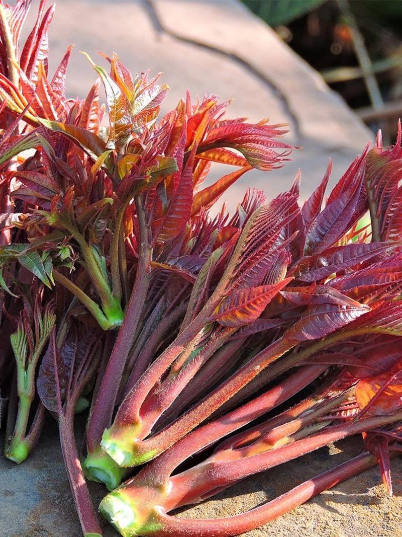 大山农家自产红油头茬香椿芽