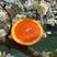 【新上市】湖北秭归中华红脐橙血橙皮薄肉厚多汁，大量供应！