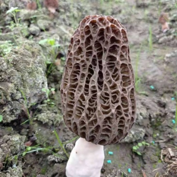 羊肚菌羊肚菇羊蘑产地直销干菇鲜菇自家种植全国代发