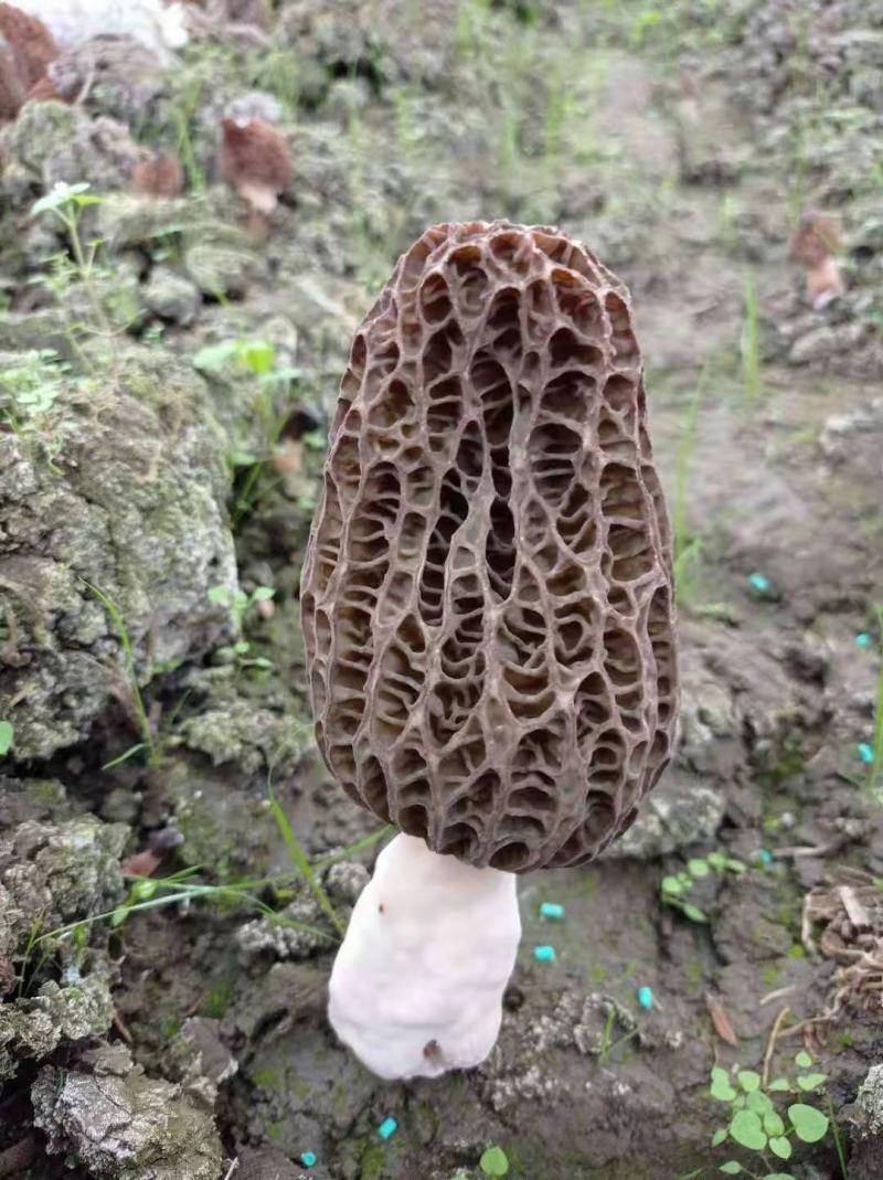 羊肚菌羊肚菇羊蘑产地直销干菇鲜菇自家种植全国代发