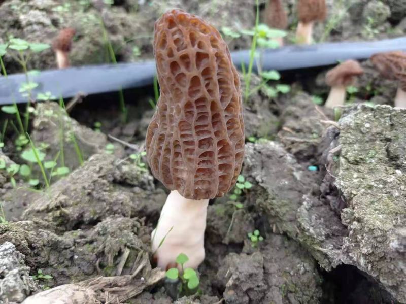 羊肚菌羊肚菇羊蘑产地直销干菇鲜菇自家种植全国代发