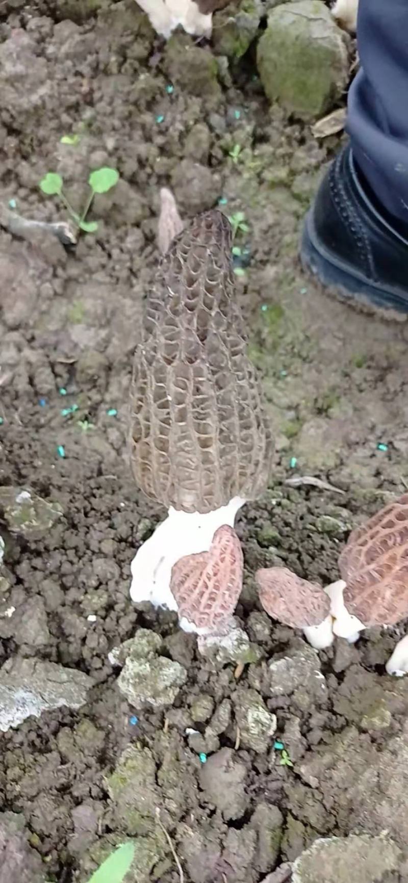 羊肚菌羊肚菇羊蘑产地直销干菇鲜菇自家种植全国代发