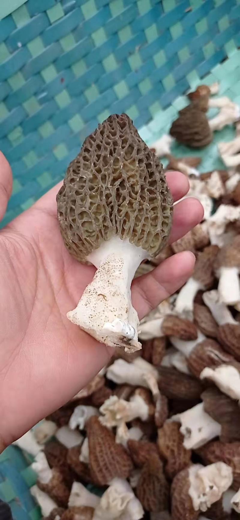 羊肚菌羊肚菇羊蘑产地直销干菇鲜菇自家种植全国代发