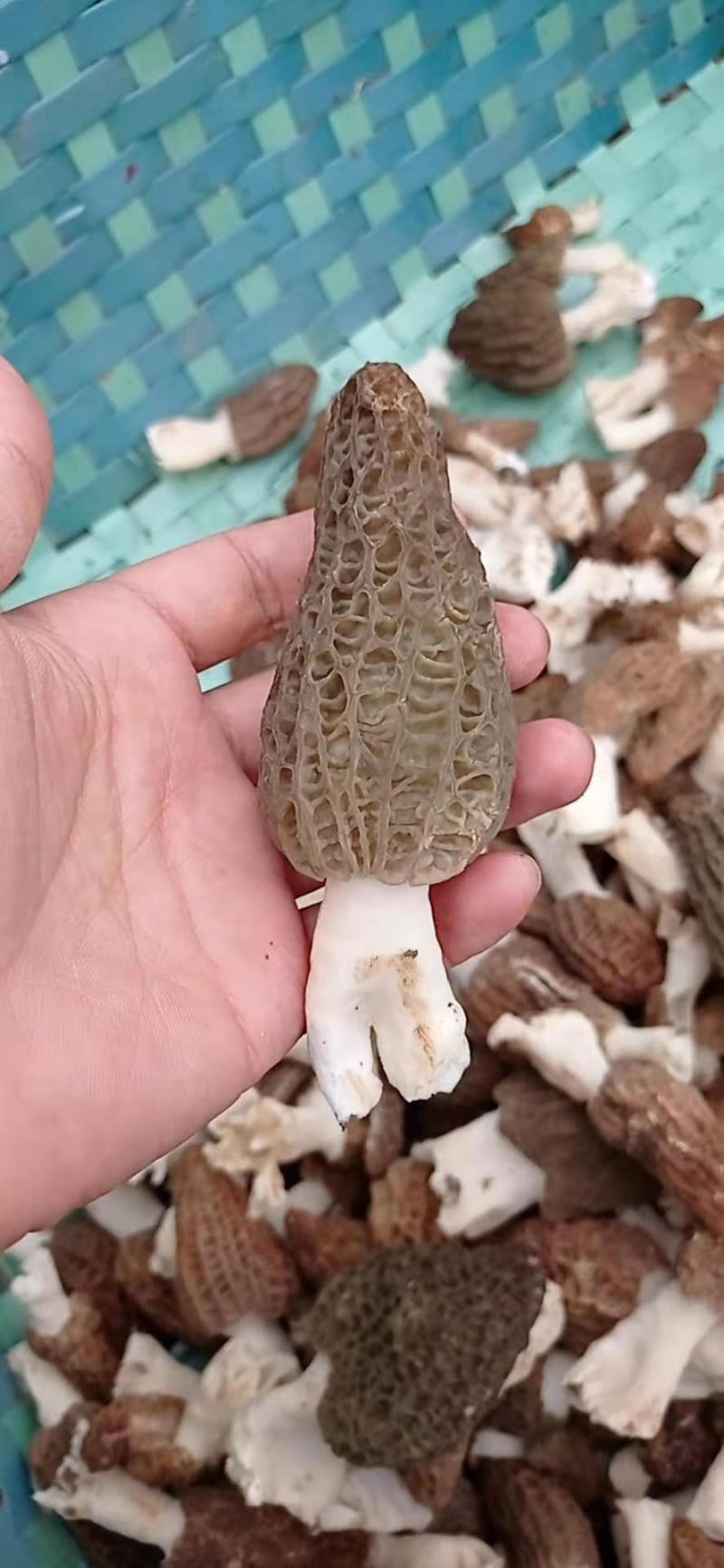 羊肚菌羊肚菇羊蘑产地直销干菇鲜菇自家种植全国代发