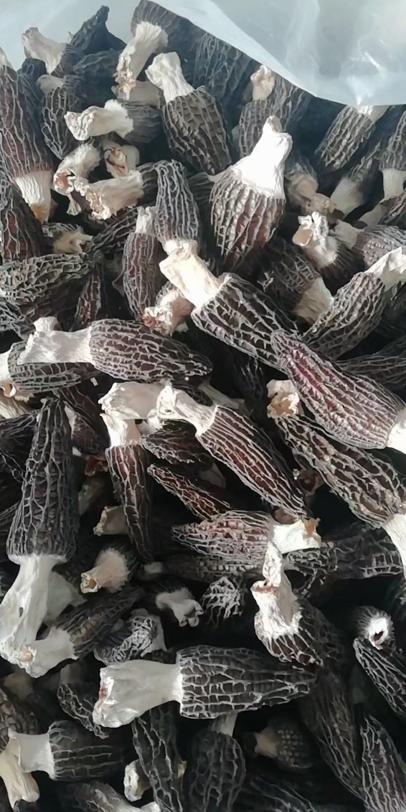 羊肚菌羊肚菇羊蘑产地直销干菇鲜菇自家种植全国代发