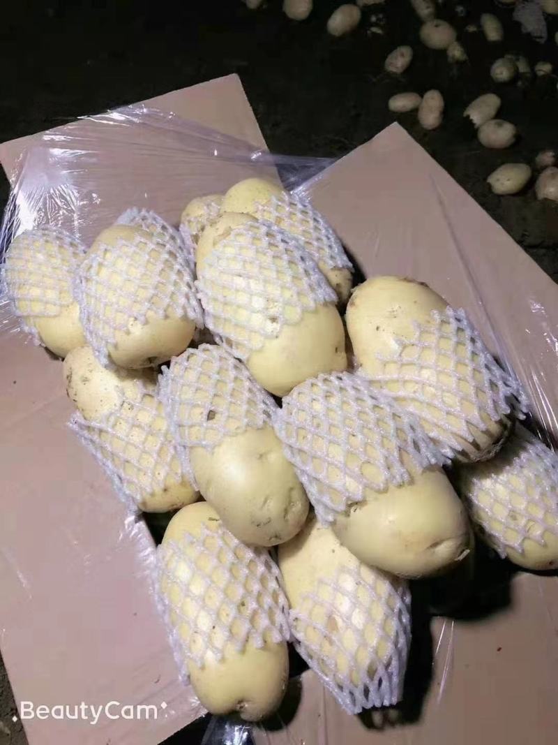 土豆批发价格山东临沂日照冷库土豆批发基地莒县土豆价格