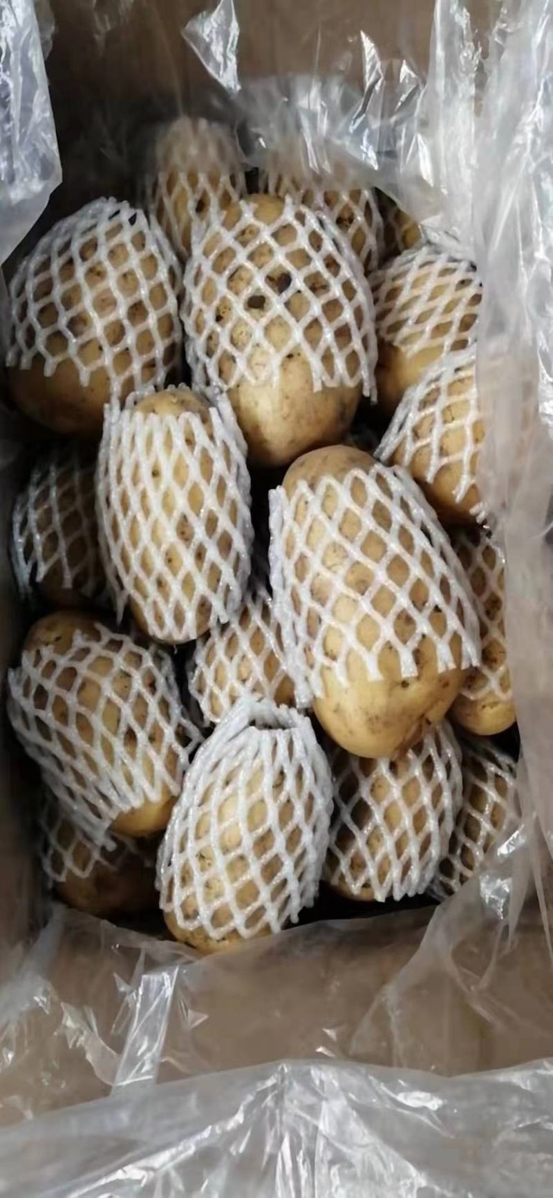 土豆批发价格山东临沂日照冷库土豆批发基地莒县土豆价格