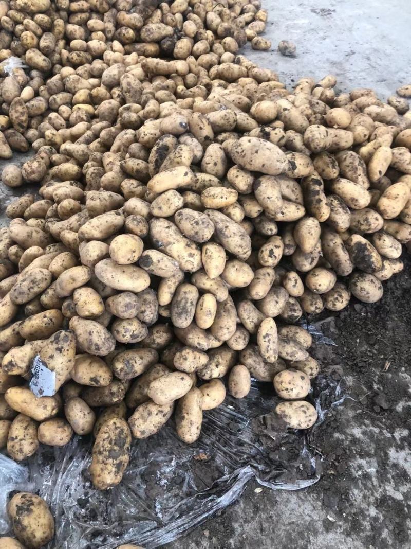 土豆批发价格山东临沂日照冷库土豆批发基地莒县土豆价格