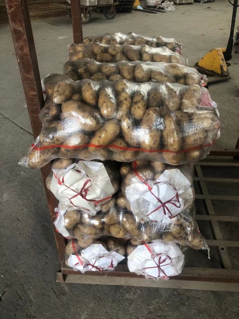 土豆批发价格山东临沂日照冷库土豆批发基地莒县土豆价格