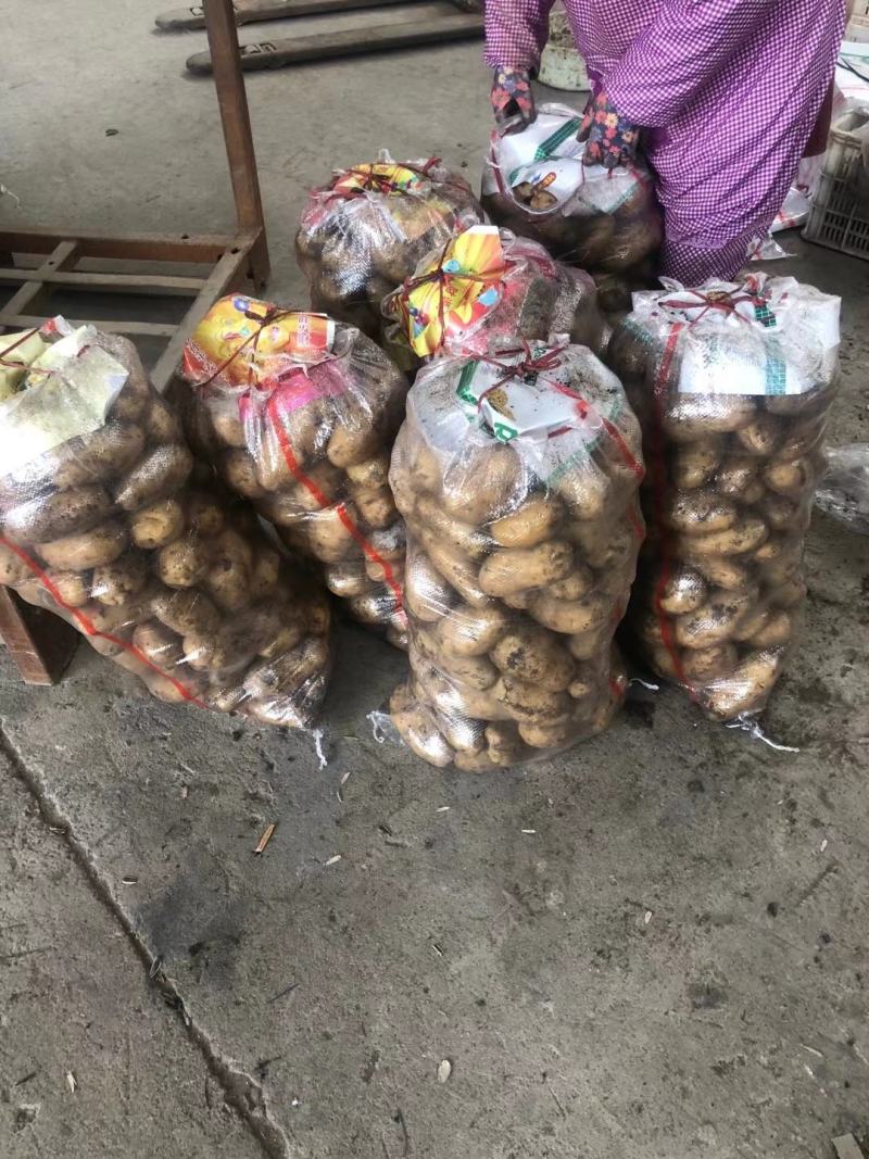 土豆批发价格山东临沂日照冷库土豆批发基地莒县土豆价格