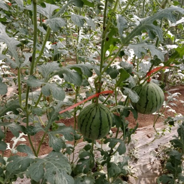 商河县郑路镇珍珠红西瓜种植基地