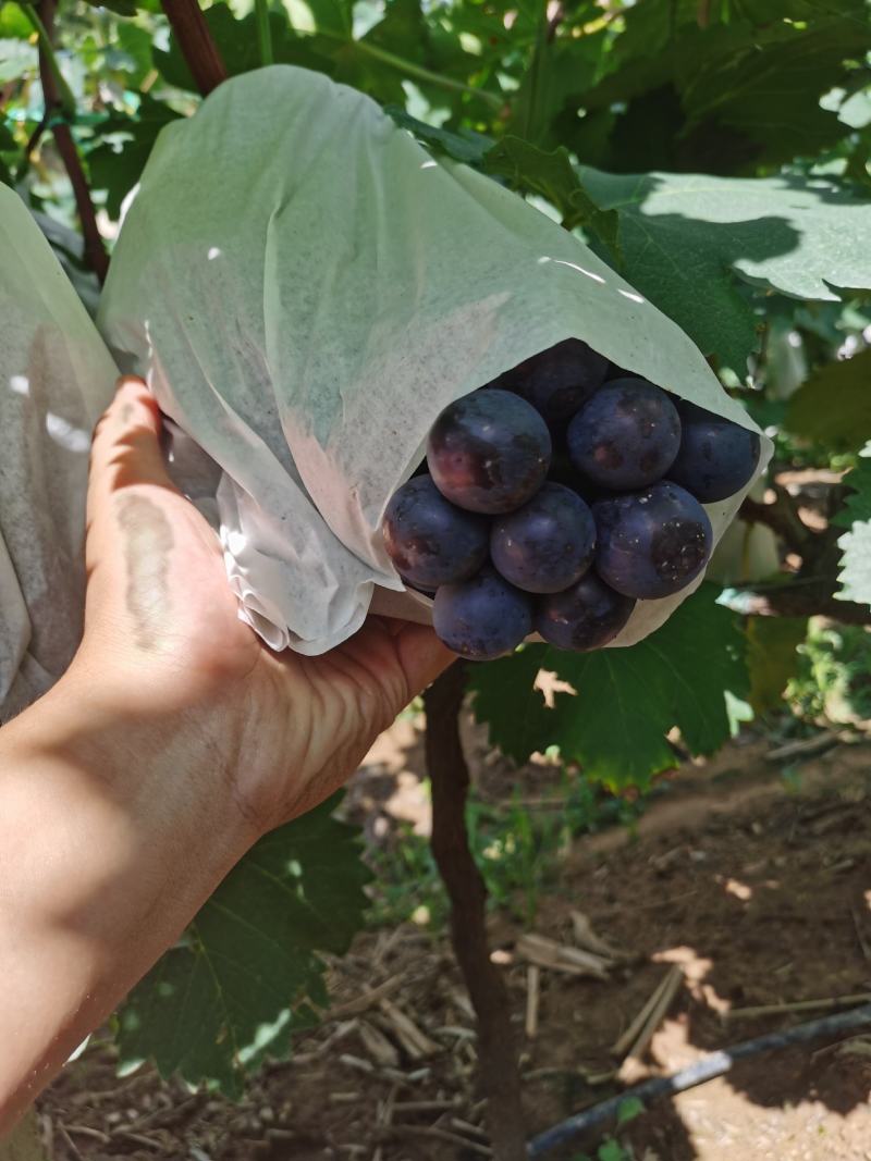 精品蓝莓葡萄夏黑有品有量欢迎各位老板对接