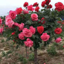 藤本月季花四季开花多种颜色可选适合南北方种植