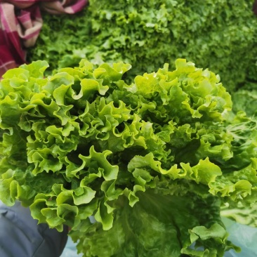 大叶生菜精品生菜青叶生菜黄叶生菜
