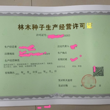 林木种子许可证办理，金丝楠木树苗零售批发