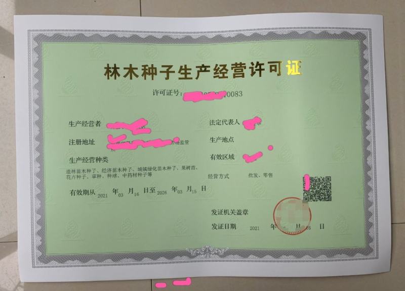 林木种子许可证办理，金丝楠木树苗零售批发