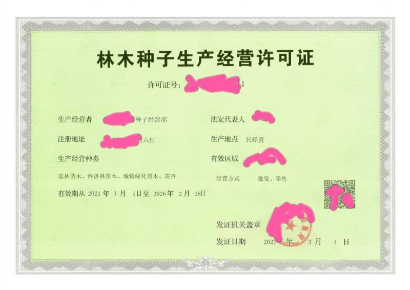 林木种子许可证办理，金丝楠木树苗零售批发
