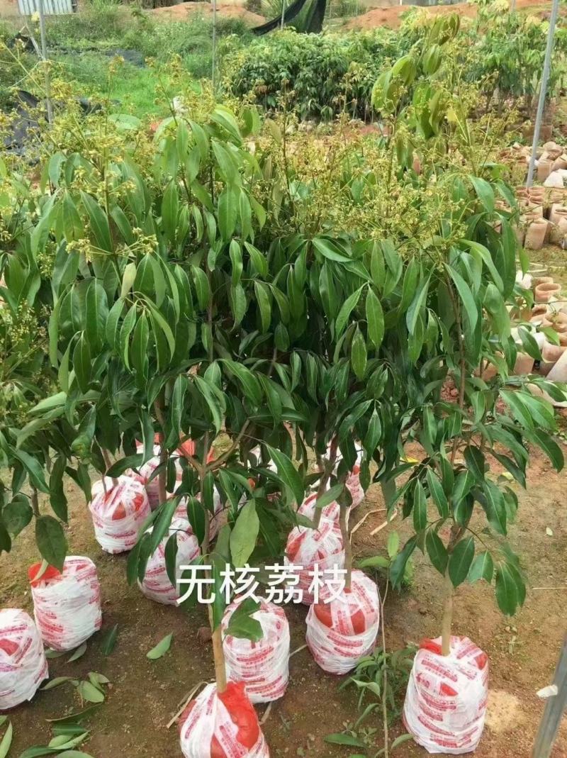 林木种子许可证办理，金丝楠木树苗零售批发