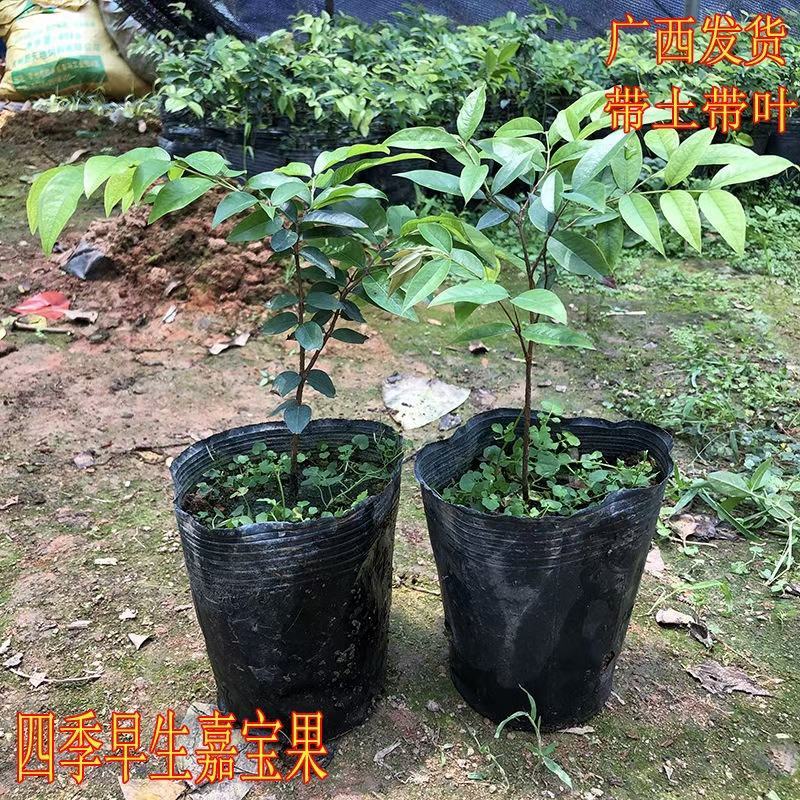 林木种子许可证办理，金丝楠木树苗零售批发