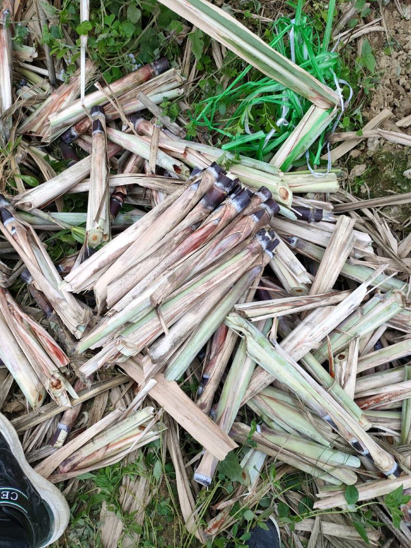 黑皮甘蔗苗黄皮甘蔗种苗合适北方种植专业技术指导