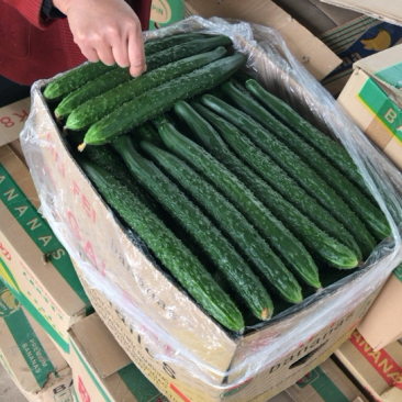 党三货栈黑黄瓜大量供应需要联系