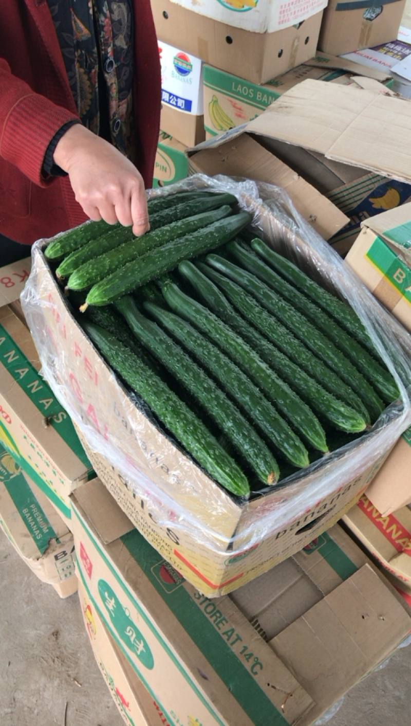 党三货栈黑黄瓜大量供应需要联系
