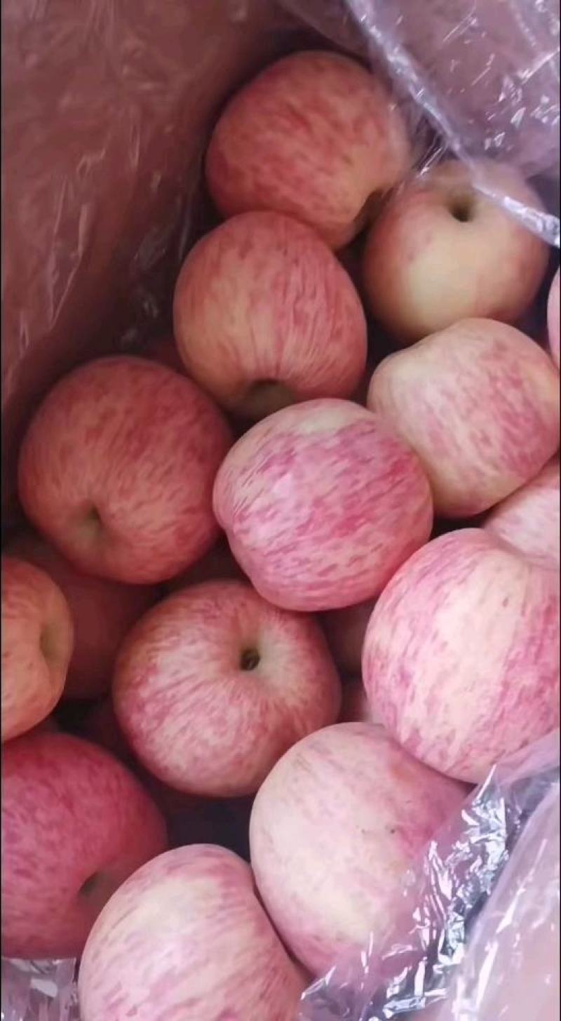 山东【红富士】苹果产地批发红富士苹果自家货源质量保